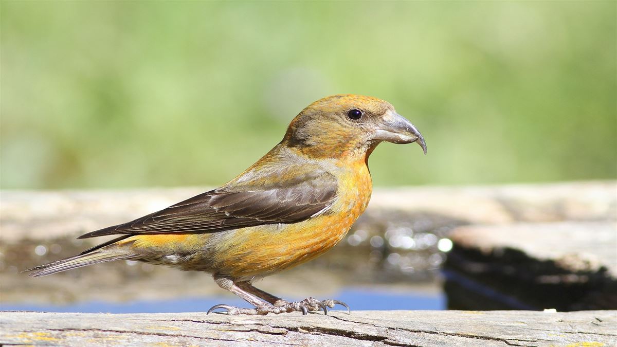 Red Crossbill