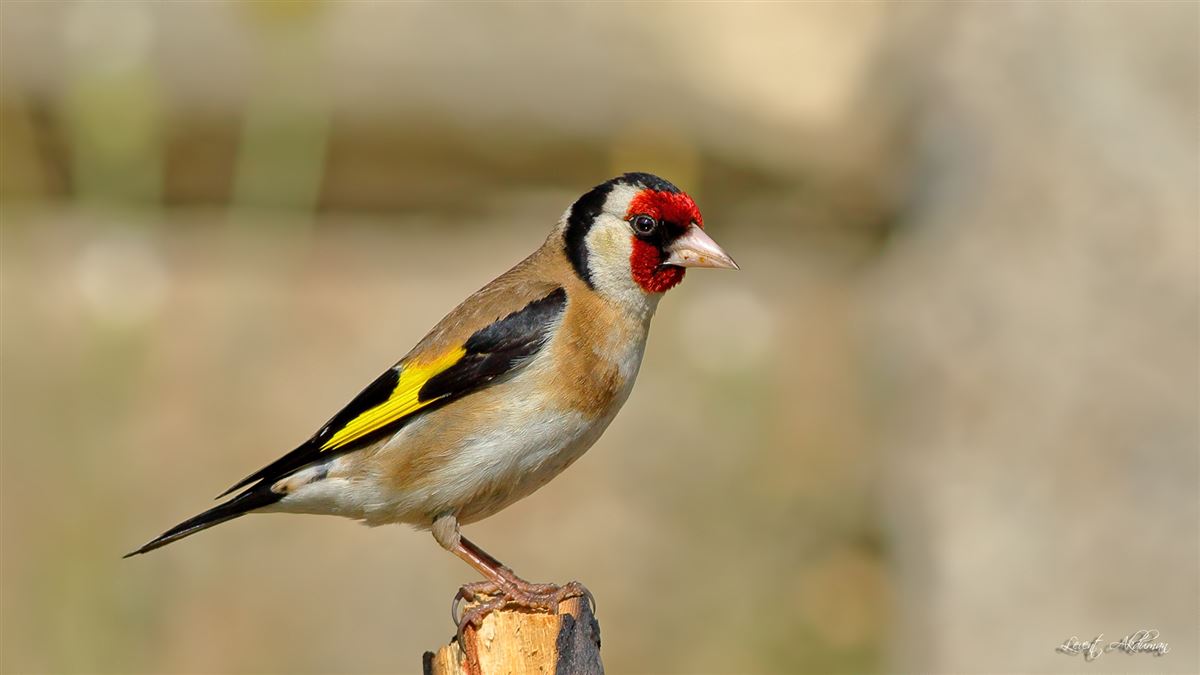 European Goldfinch