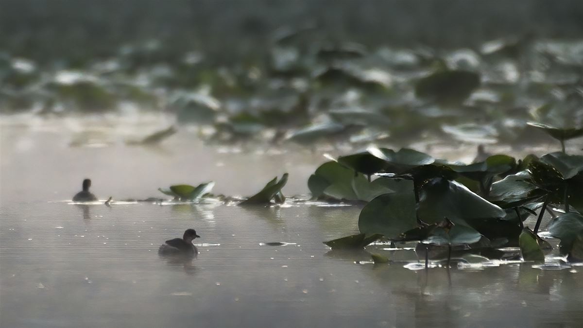 Little Grebe
