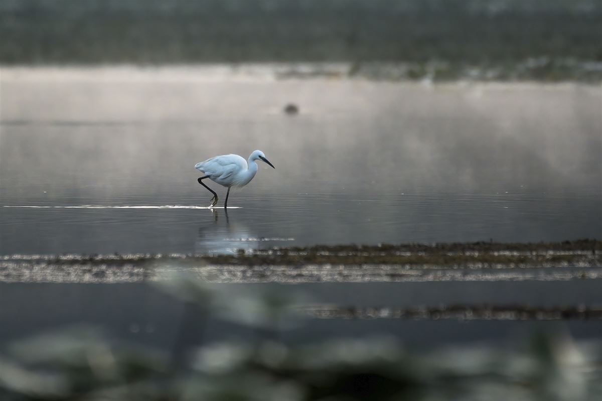 Little Egret