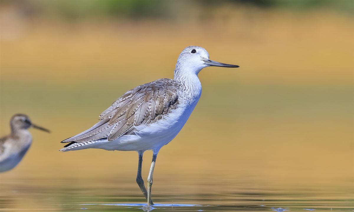Common Greenshank