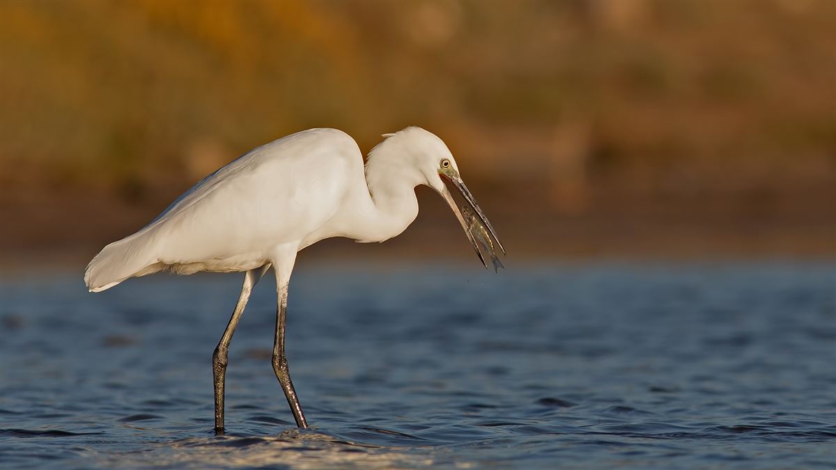 Little Egret