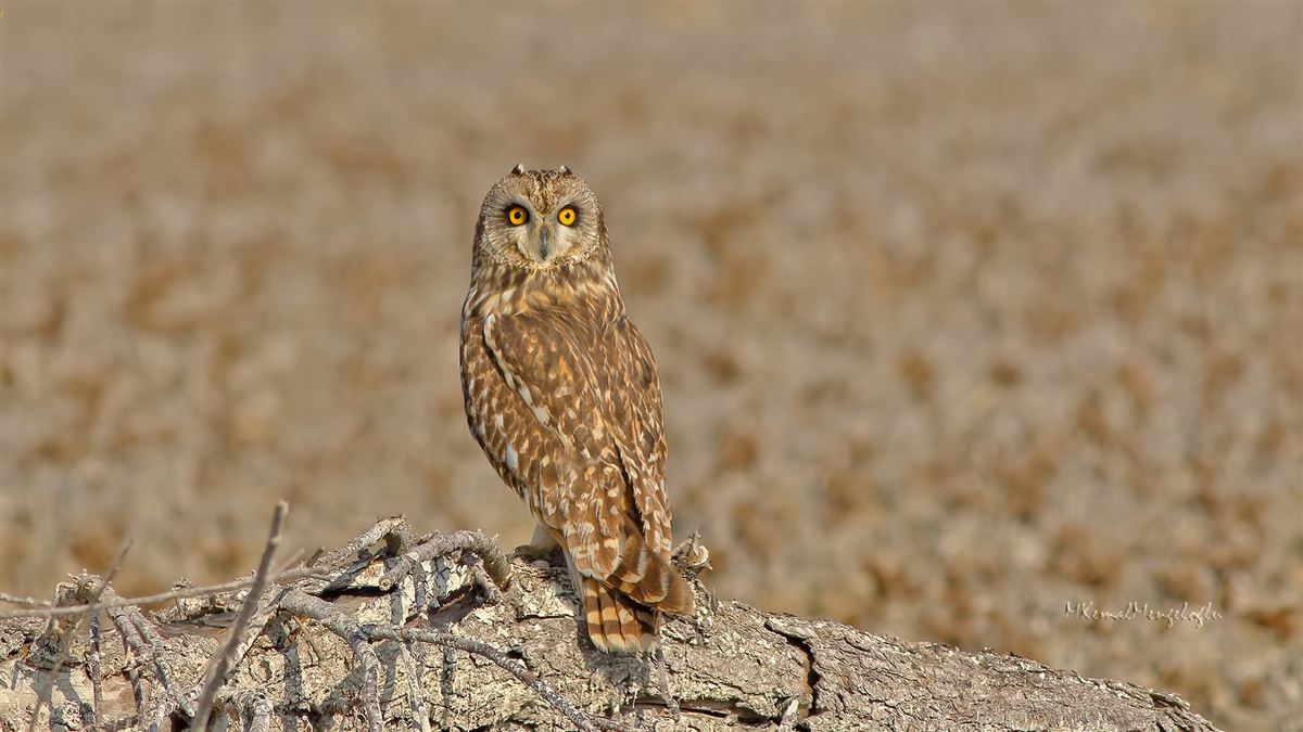 Short-eared Owl