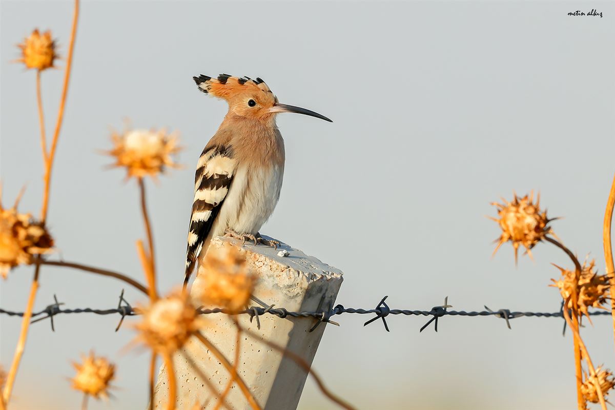 Common Hoopoe