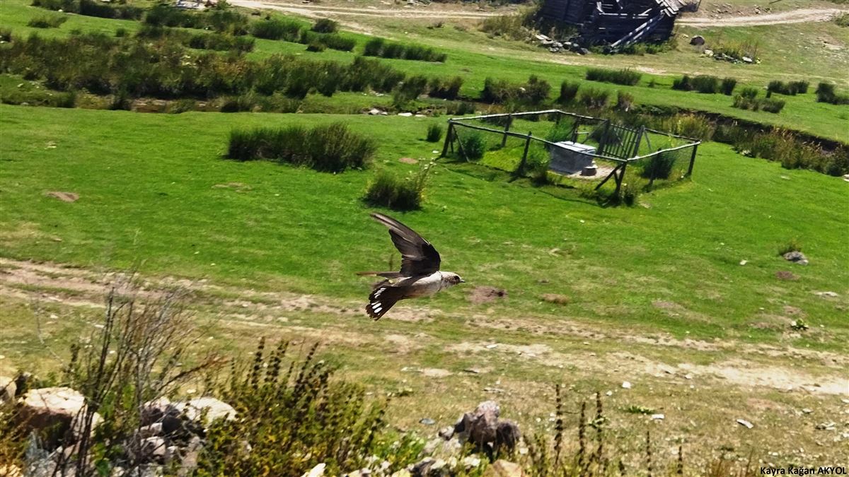 Eurasian Crag Martin