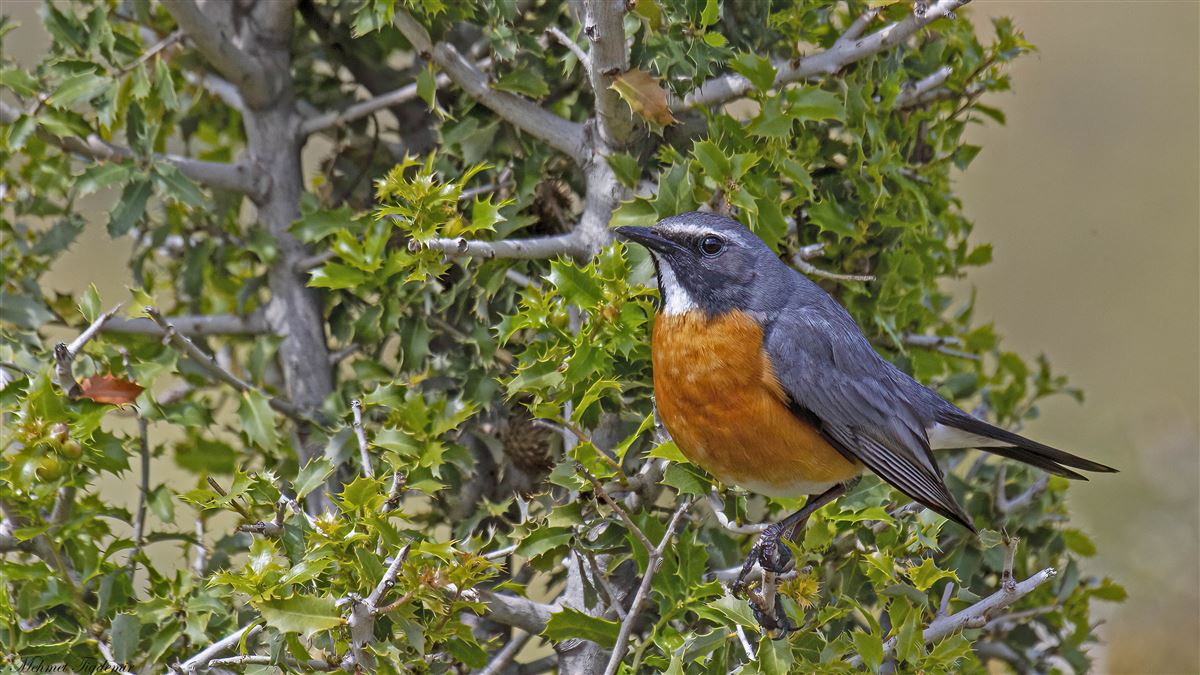 White-throated Robin