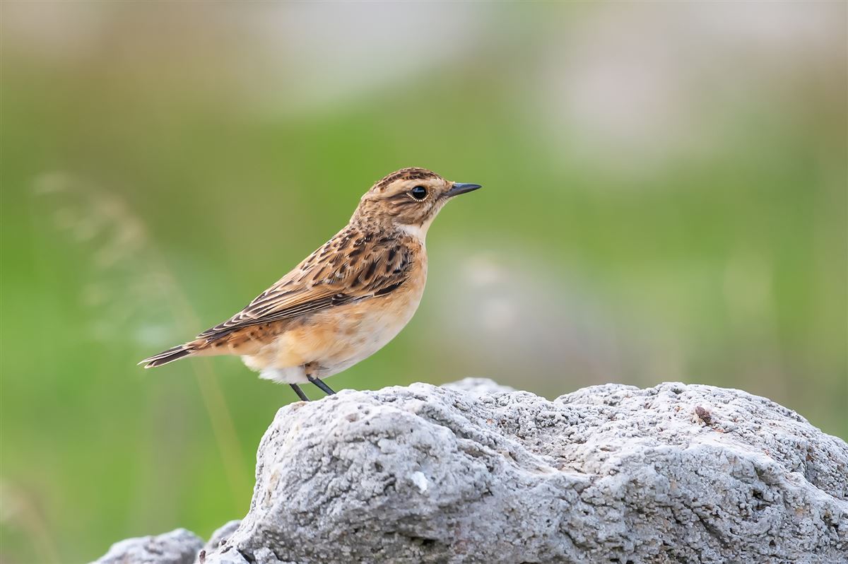 Whinchat