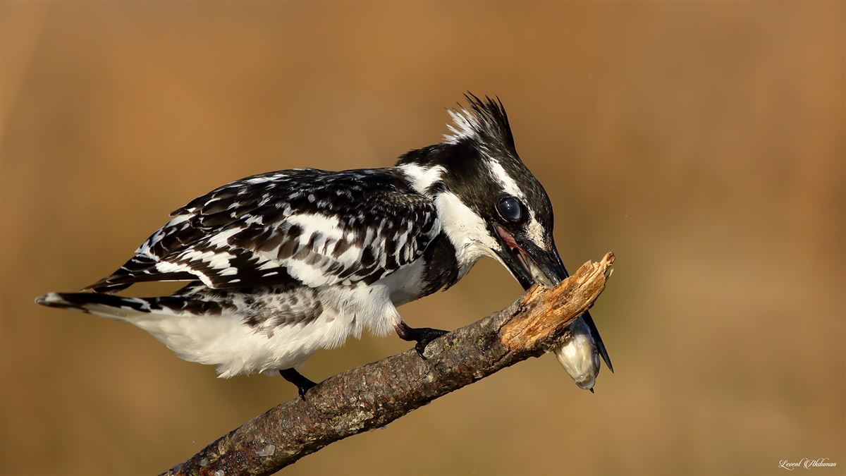 Pied Kingfisher