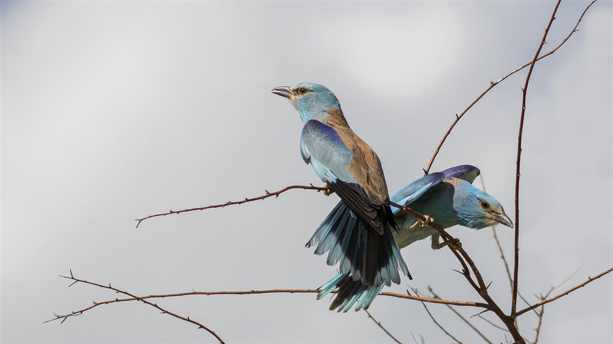 European Roller