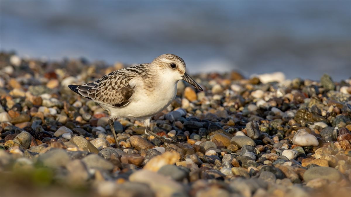 Sanderling