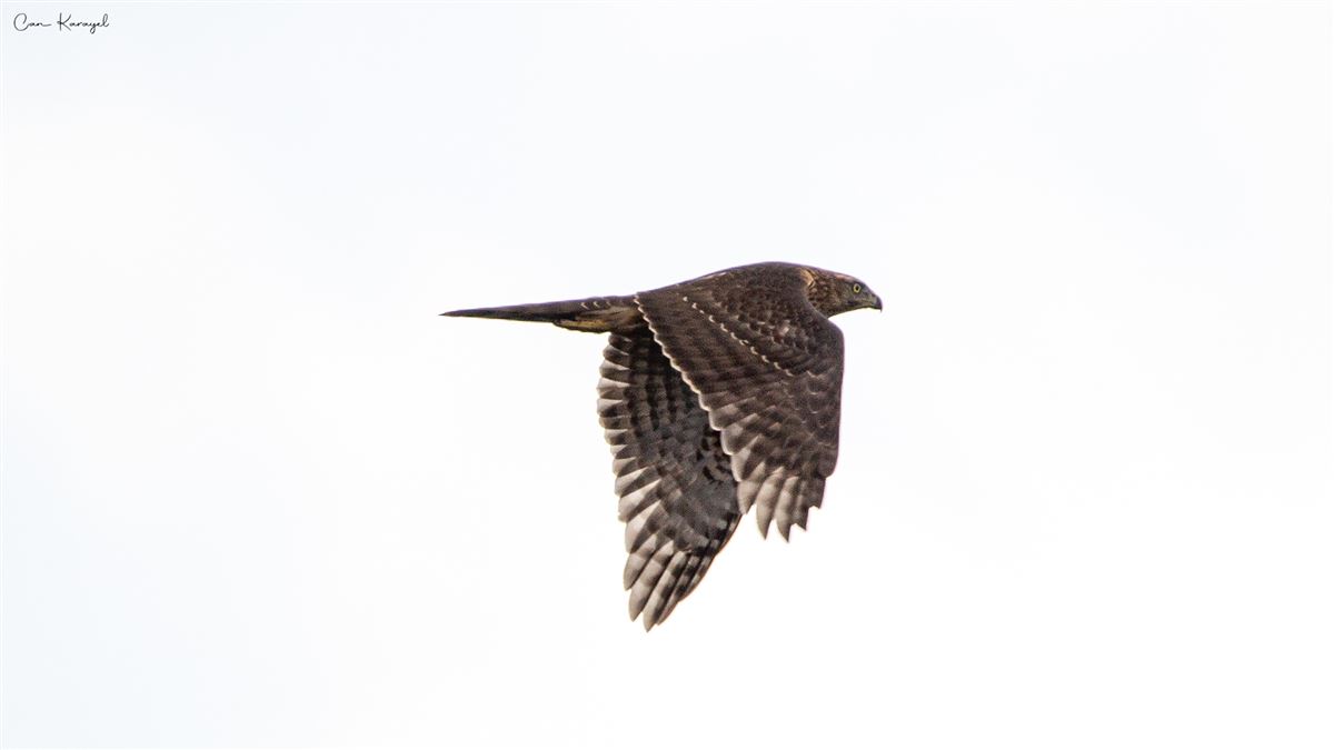 Eurasian Goshawk