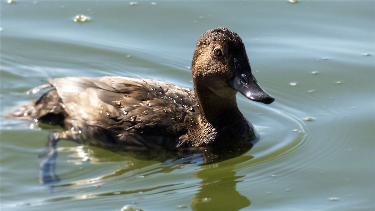 Common Pochard