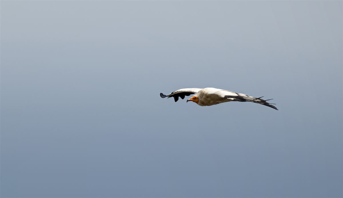 Egyptian Vulture