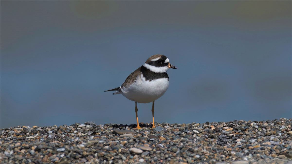 Common Ringed Plover