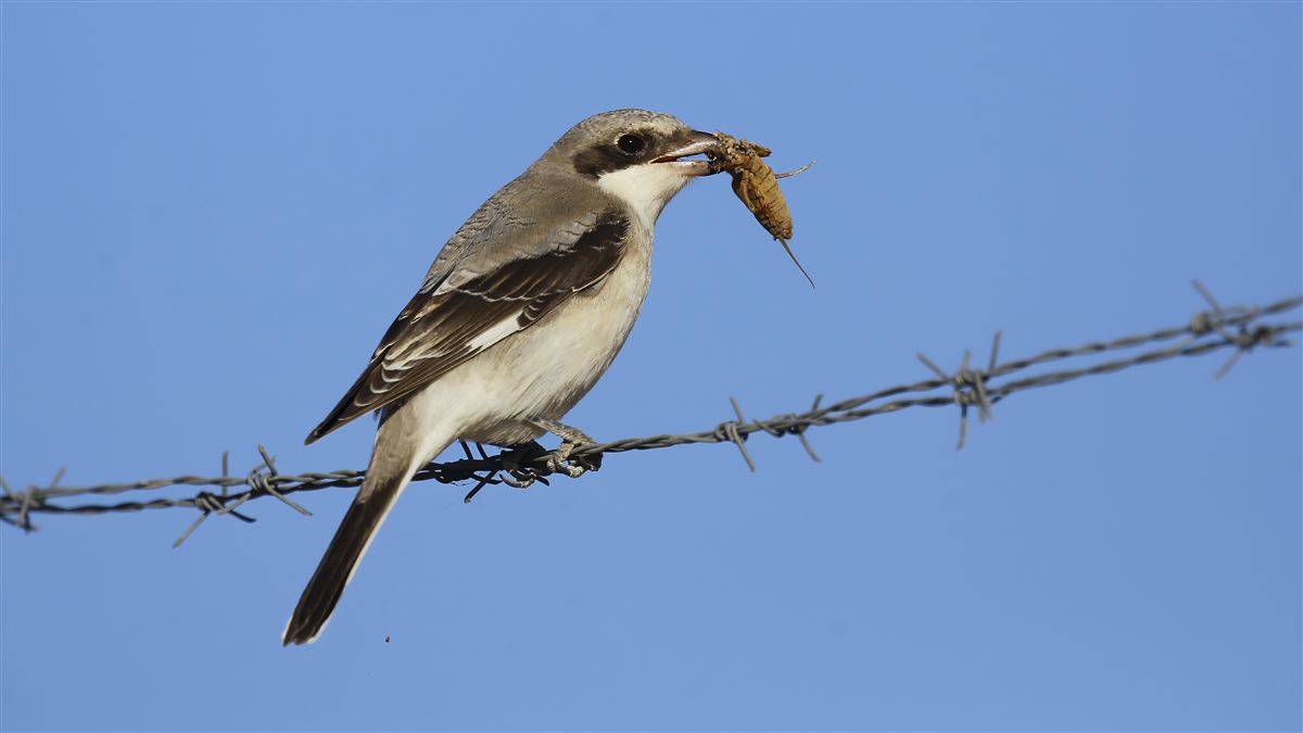 Lesser Grey Shrike