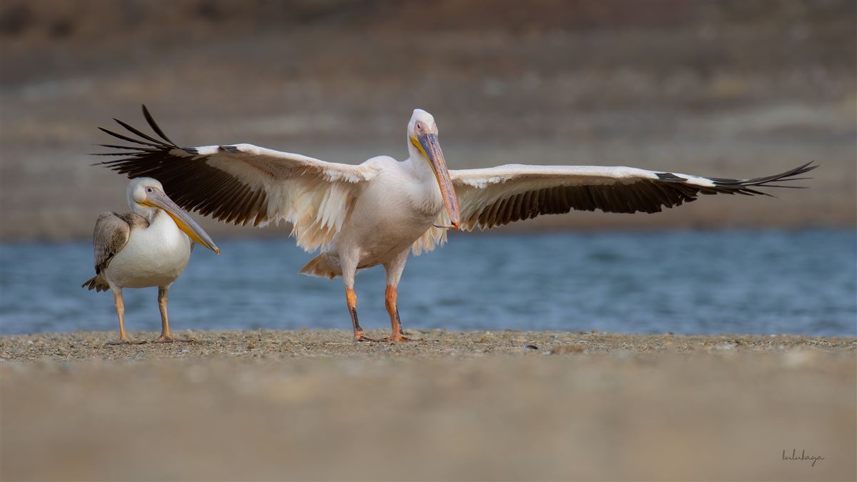 Great White Pelican
