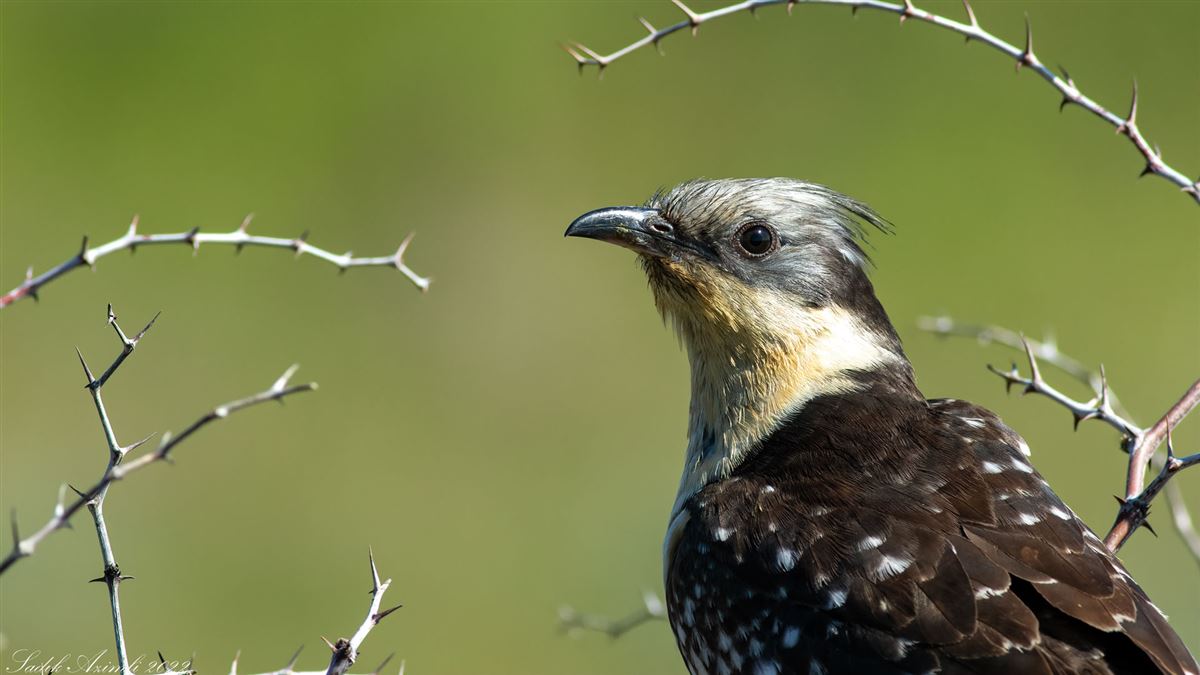 Great Spotted Cuckoo