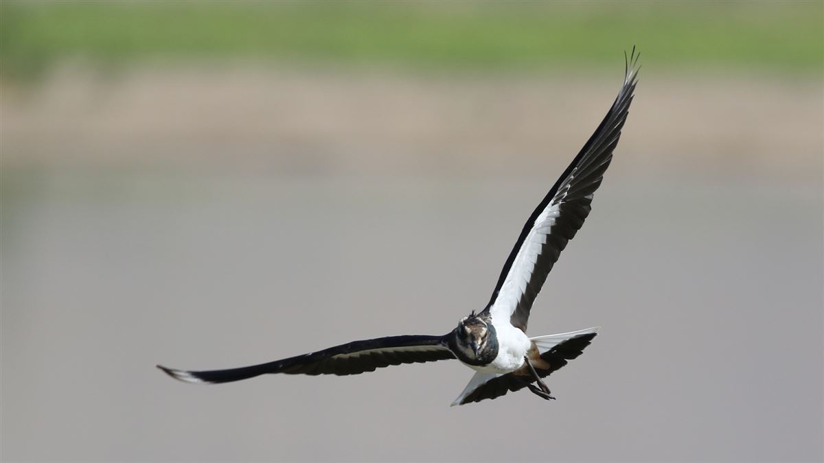 Northern Lapwing