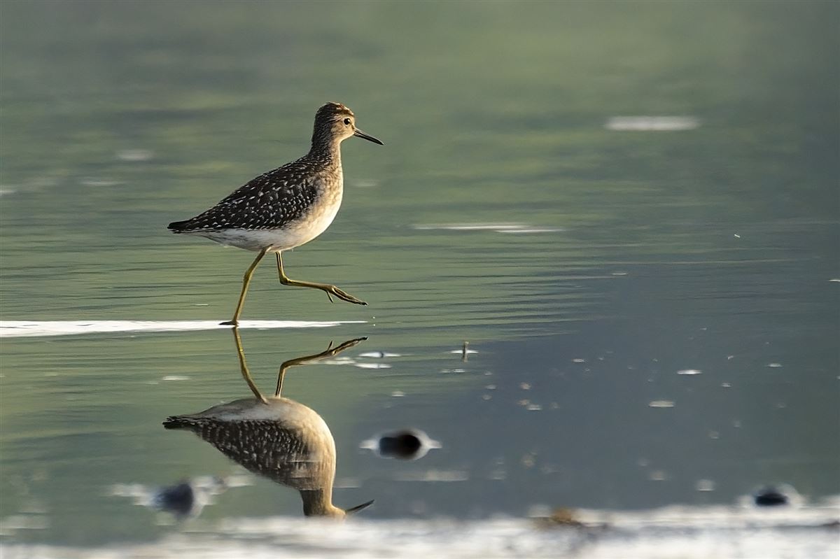 Wood Sandpiper