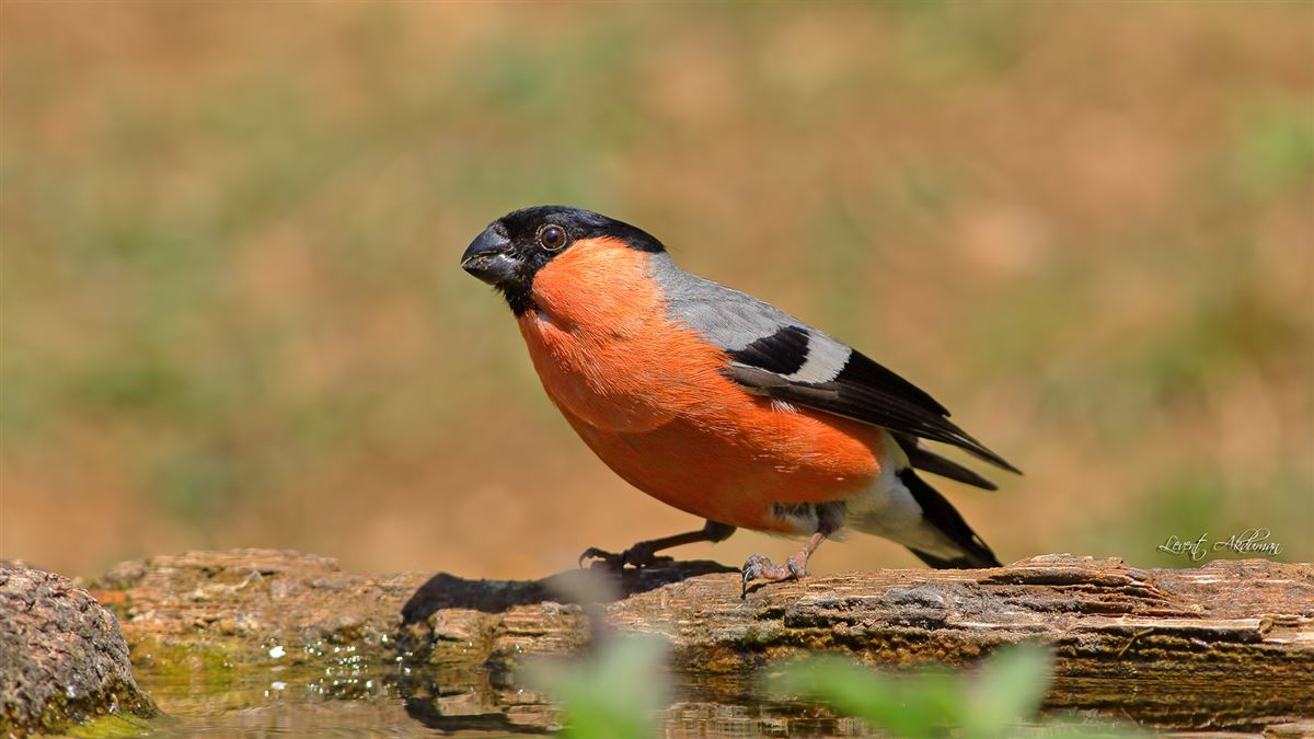 Eurasian Bullfinch