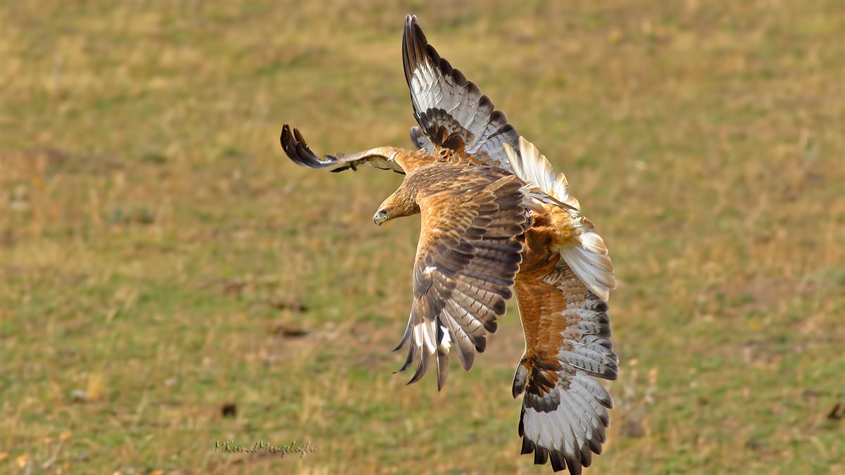 Long-legged Buzzard