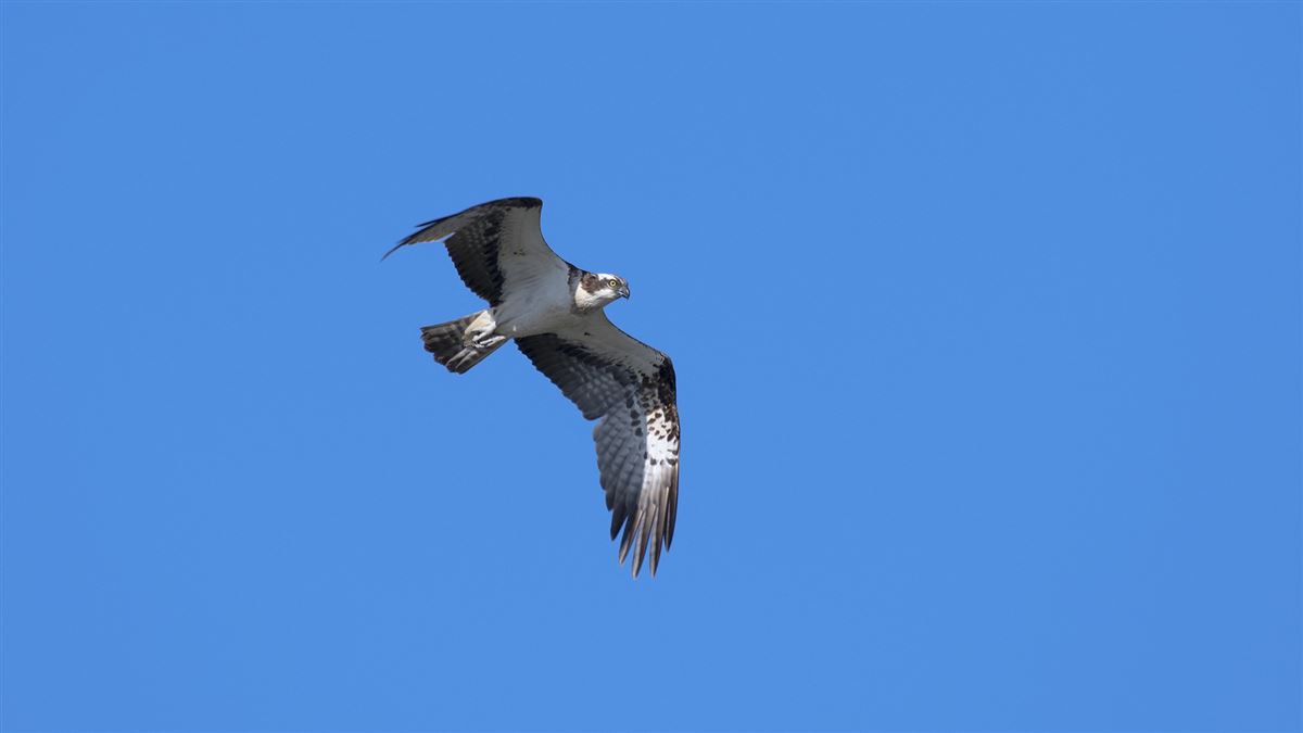 Osprey