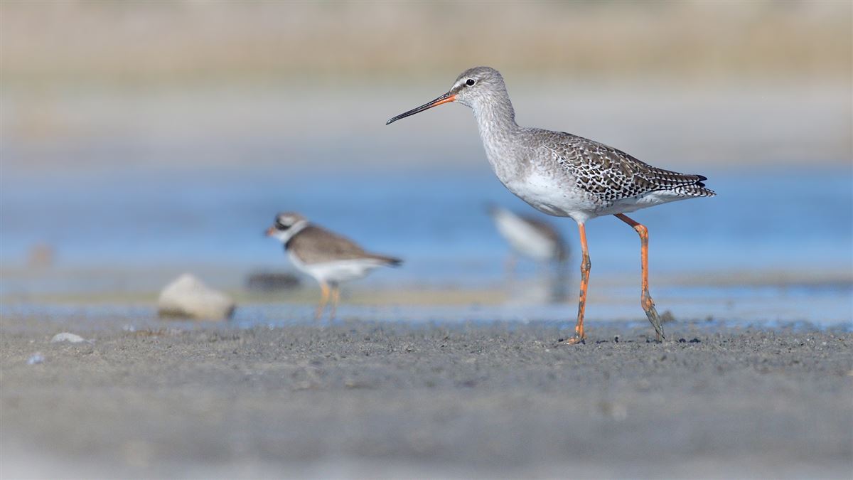 Spotted Redshank