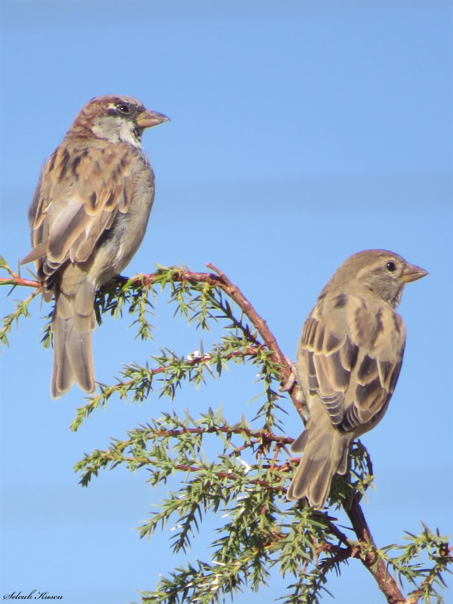 House Sparrow