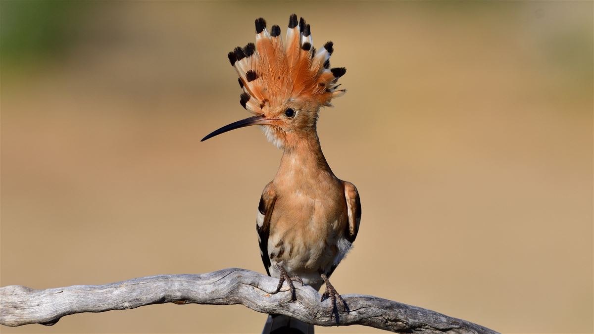 Common Hoopoe