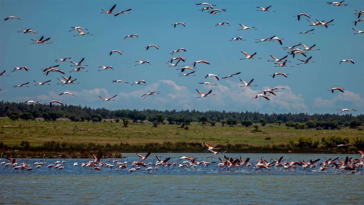 Greater Flamingo