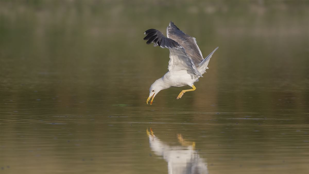 Armenian Gull