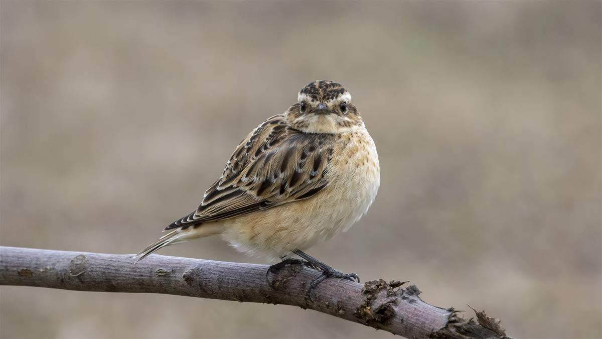 Whinchat