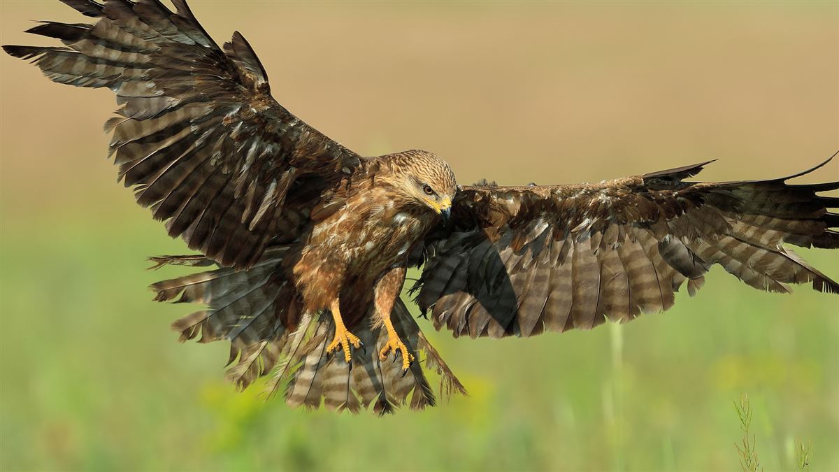 Black Kite