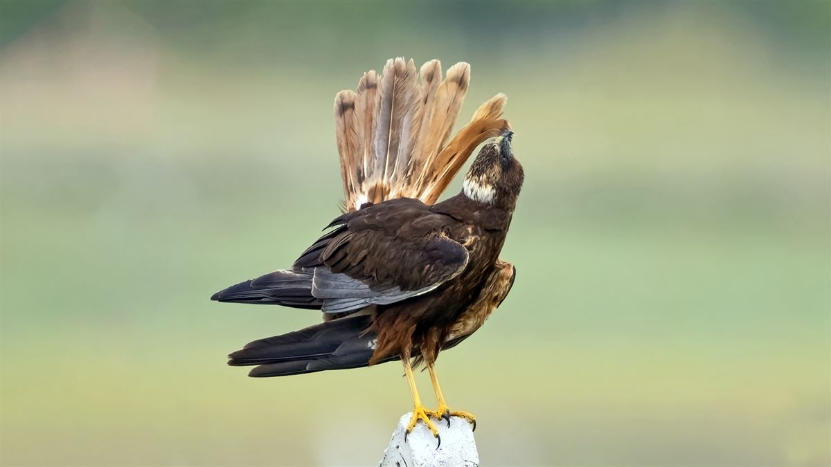 Western Marsh Harrier