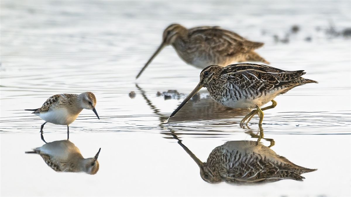 Common Snipe
