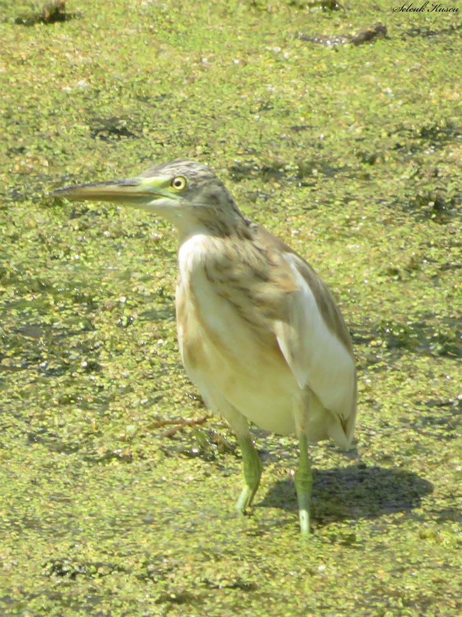 Squacco Heron