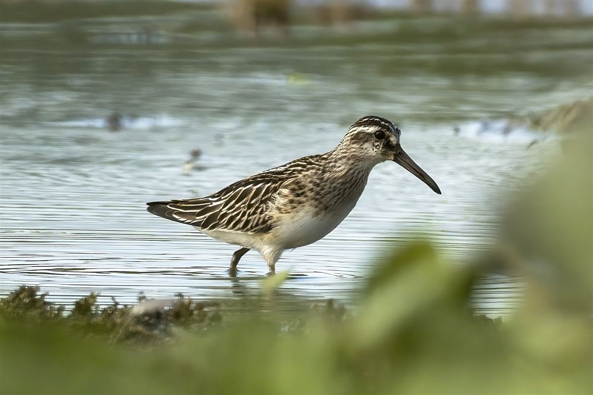 Broad-billed Sandpiper