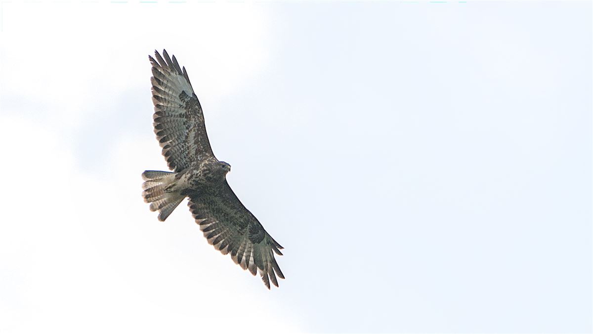 Common Buzzard