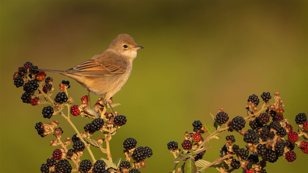 Common Whitethroat