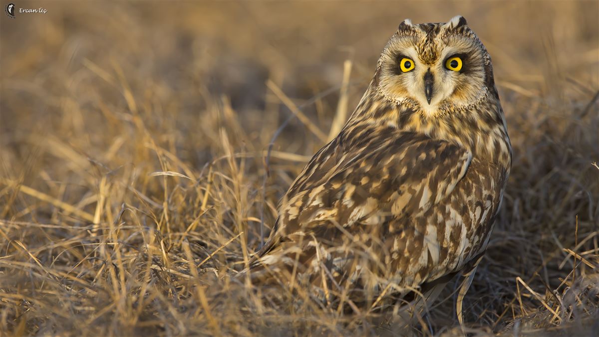 Short-eared Owl