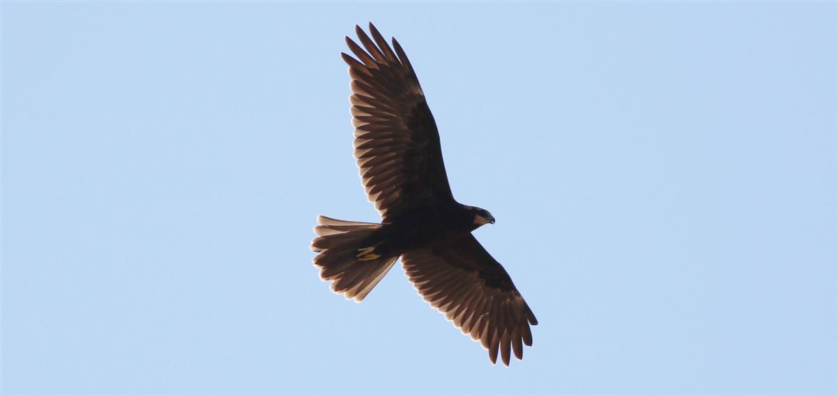 Western Marsh Harrier