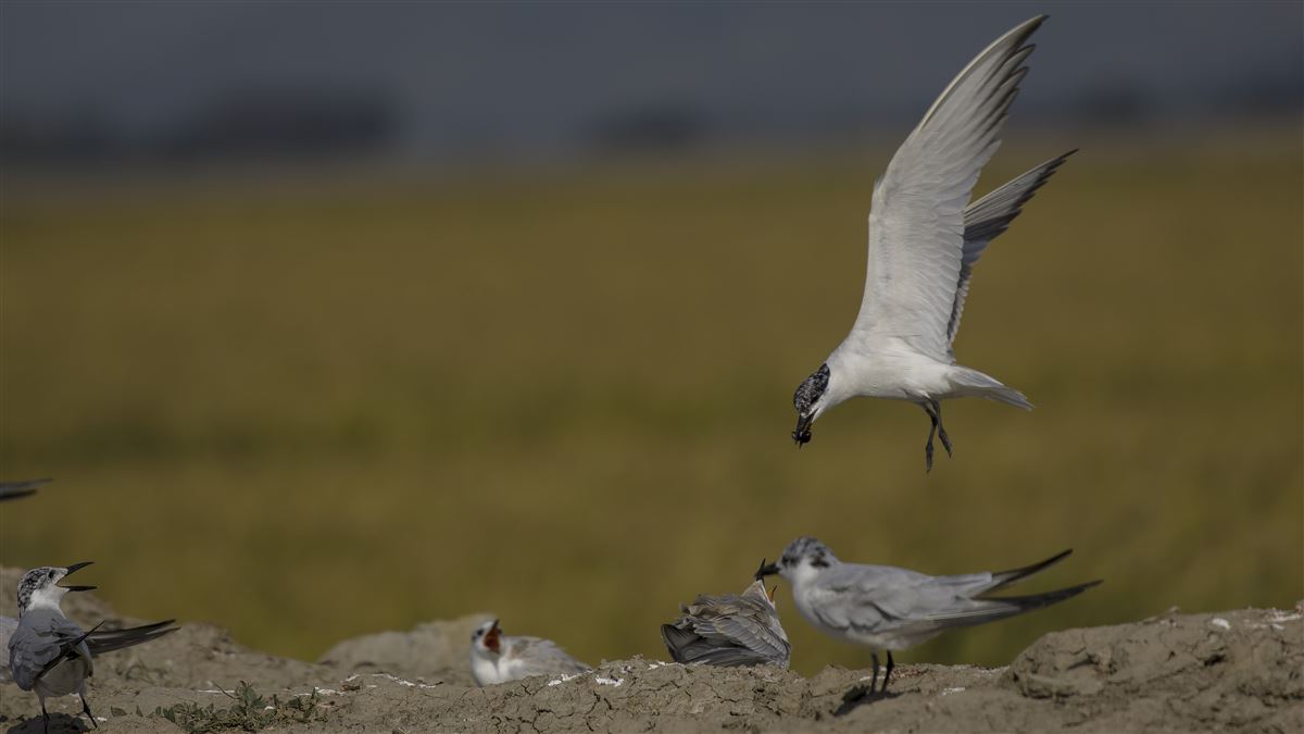 Gull-billed Tern