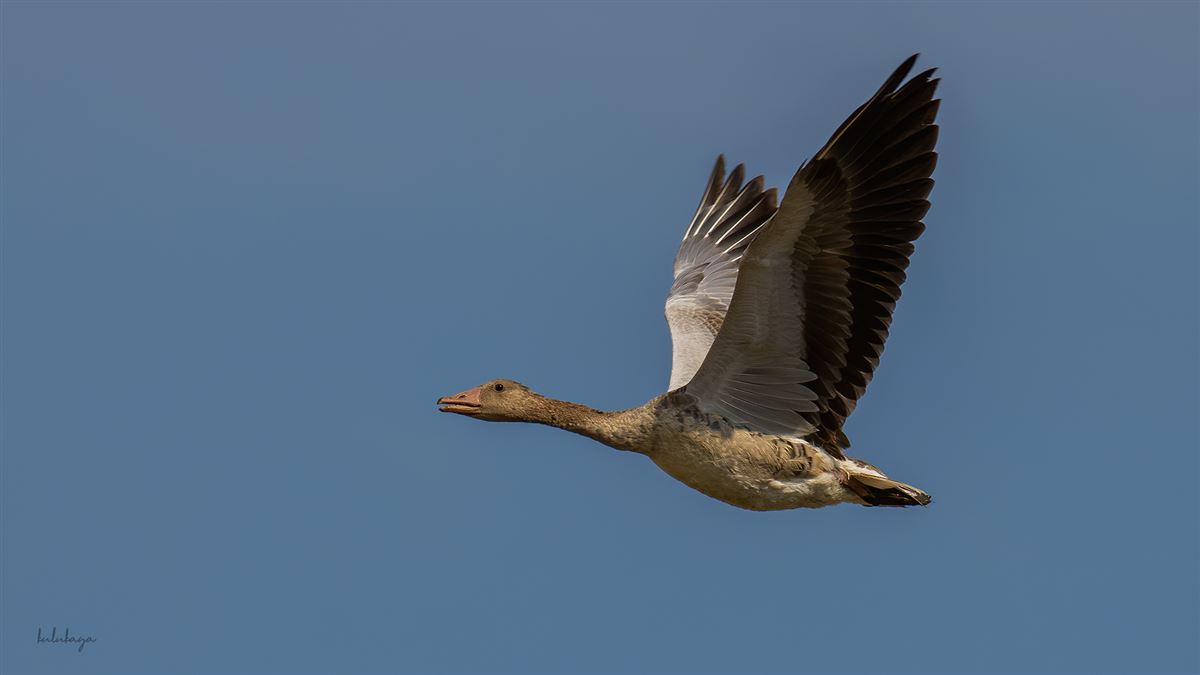 Greylag Goose