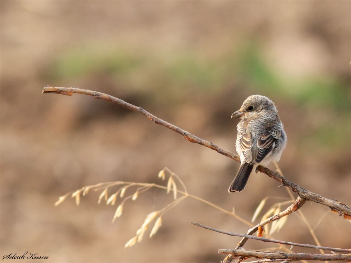 Woodchat Shrike