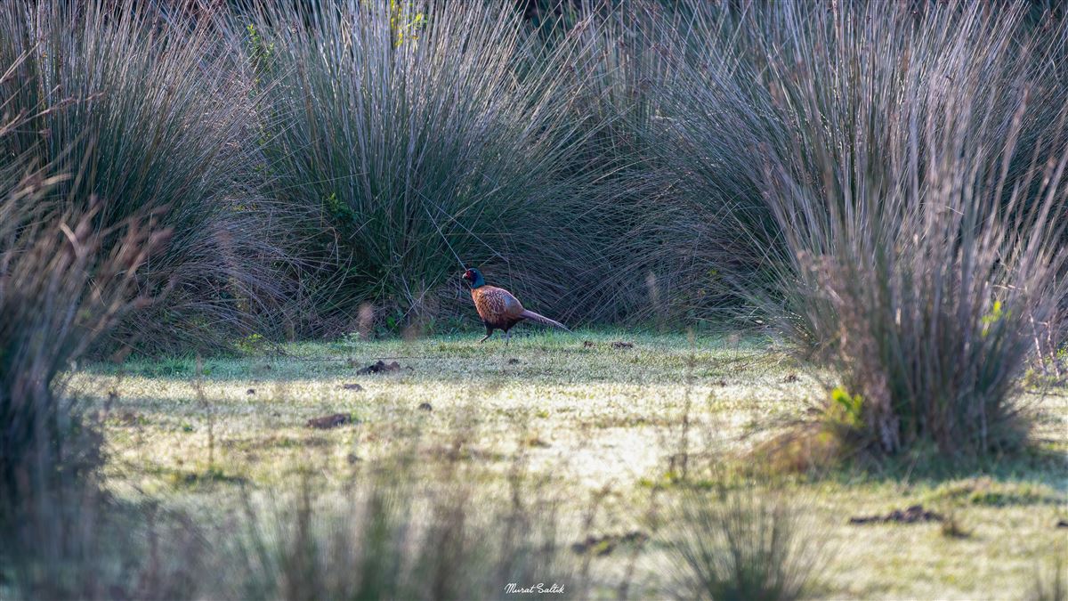 Common Pheasant