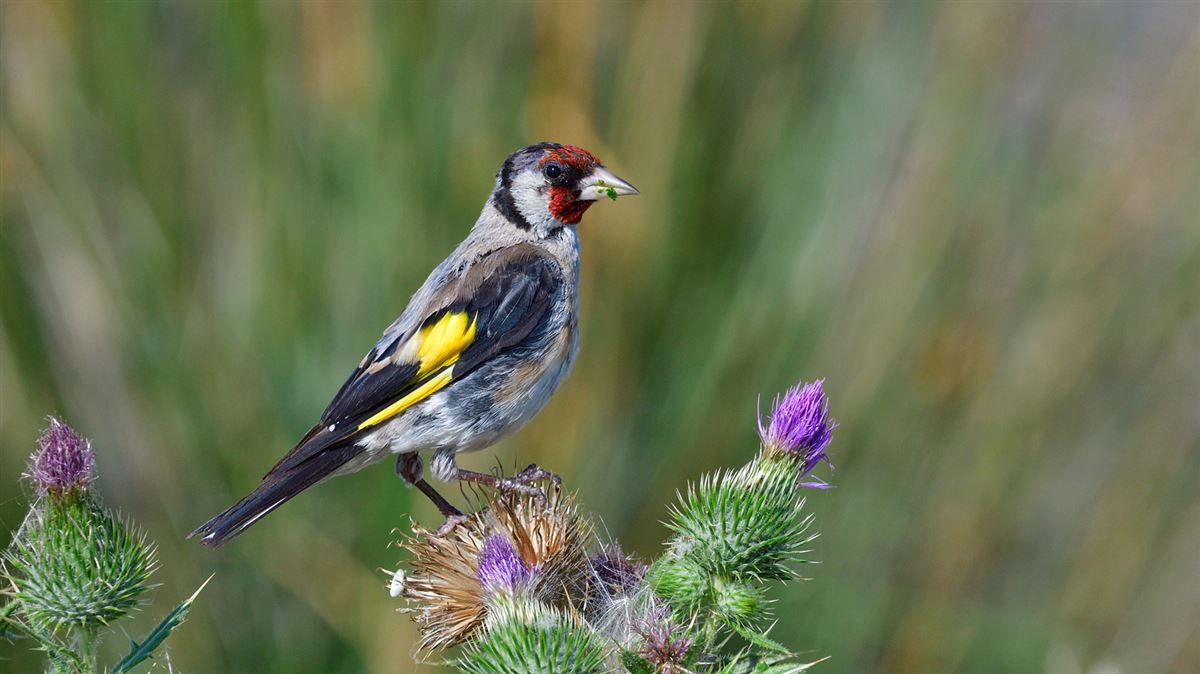 European Goldfinch
