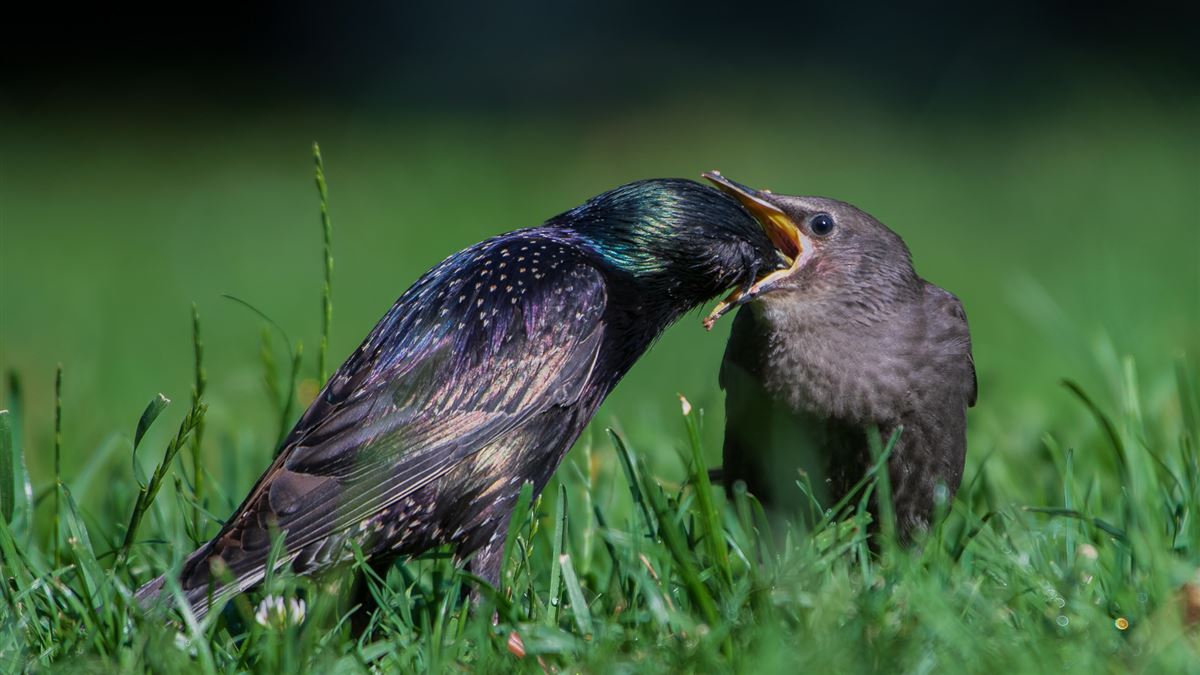 Common Starling