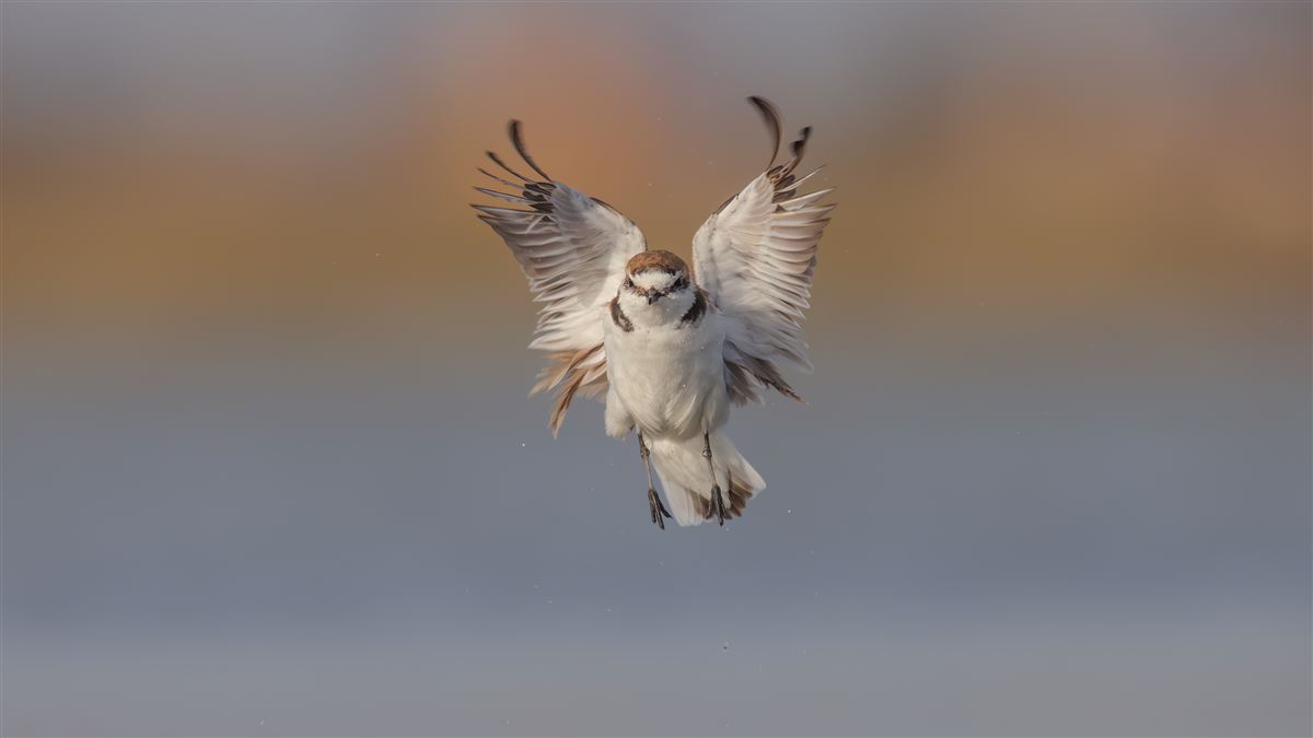 Kentish Plover