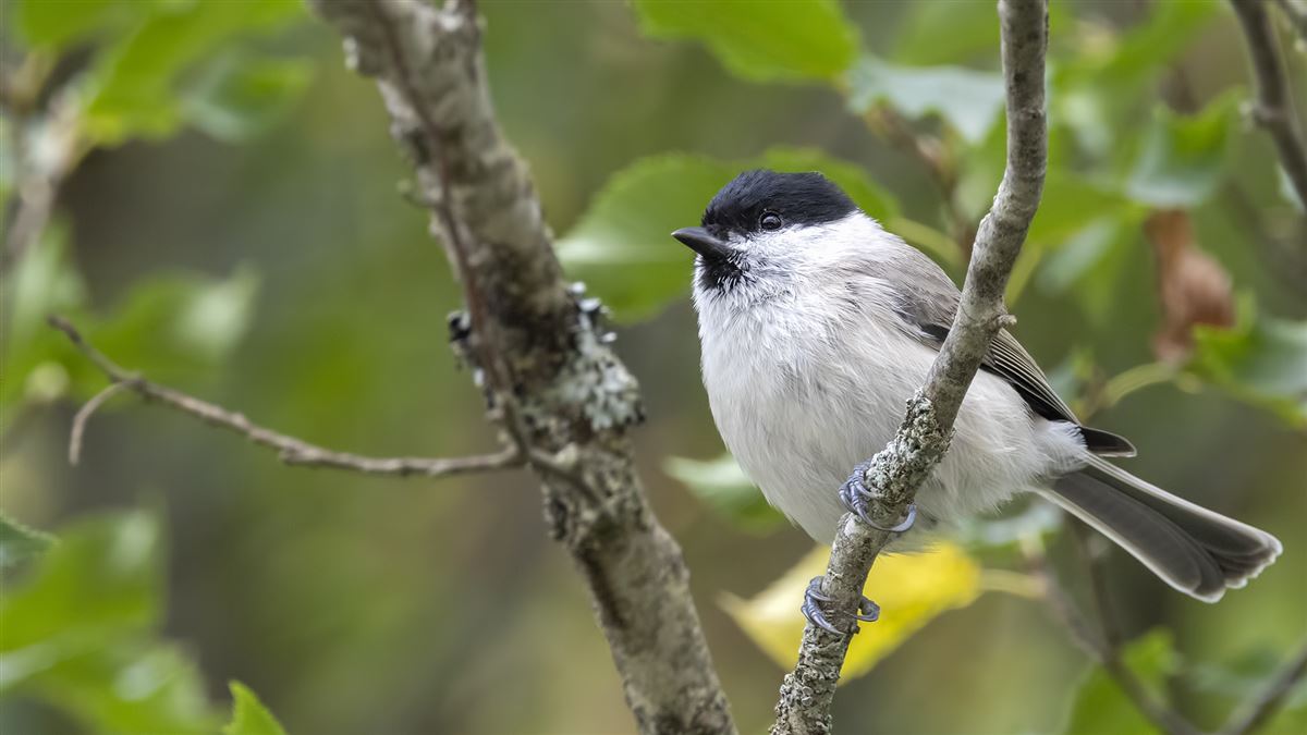 Marsh Tit