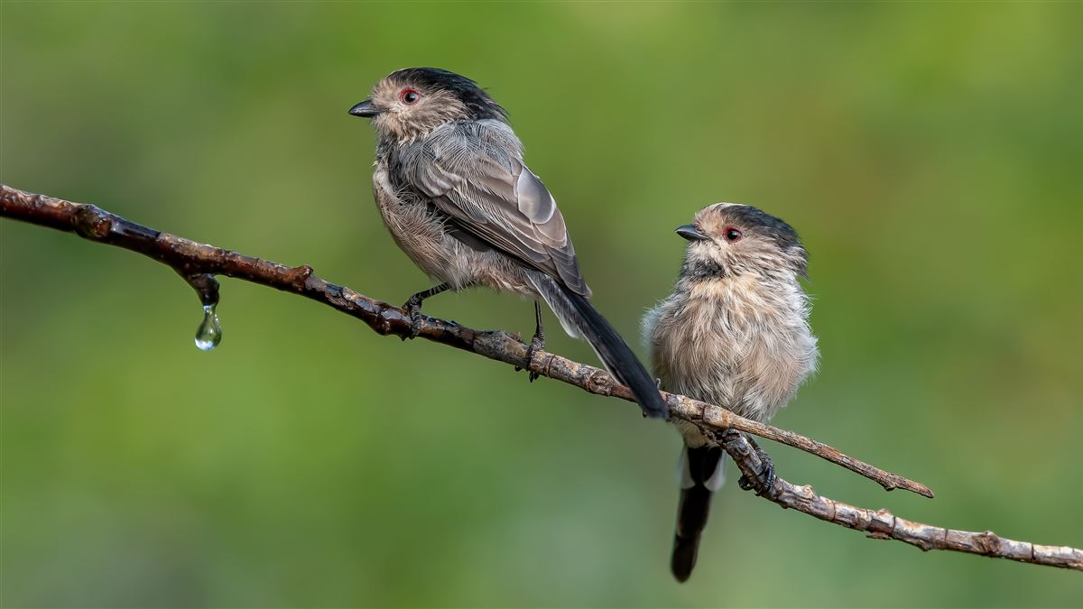 Long-tailed Tit